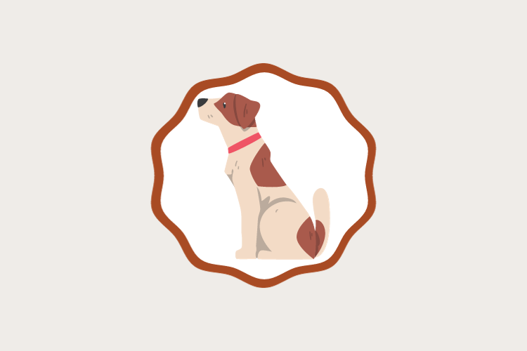 Jack Russell Terrier
