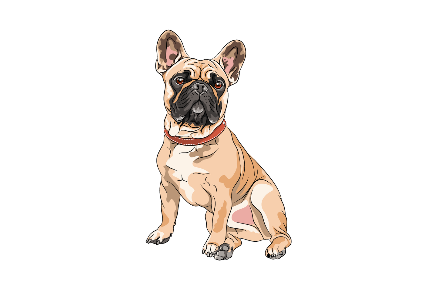 Französische Bulldogge
