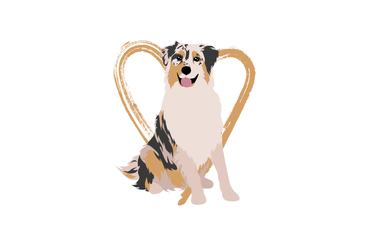 Australian Shepherd Herz