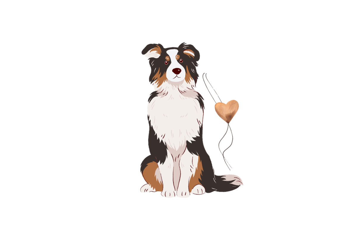 Australian Shepherd Herz