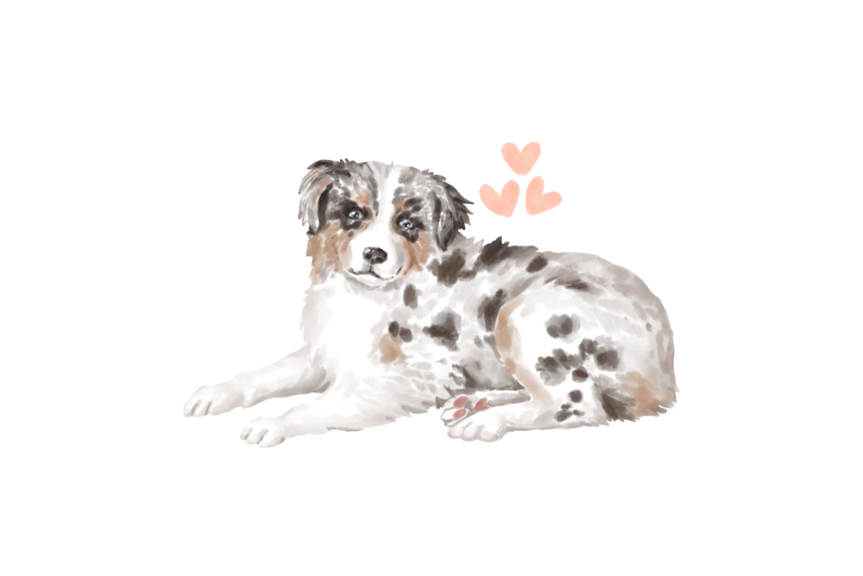 Australian Shepherd Welpe