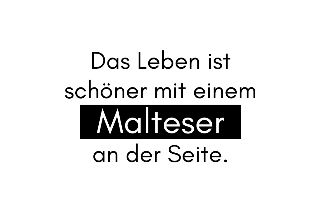 Das Leben ist schöner mit einem Malteser an der Seite.