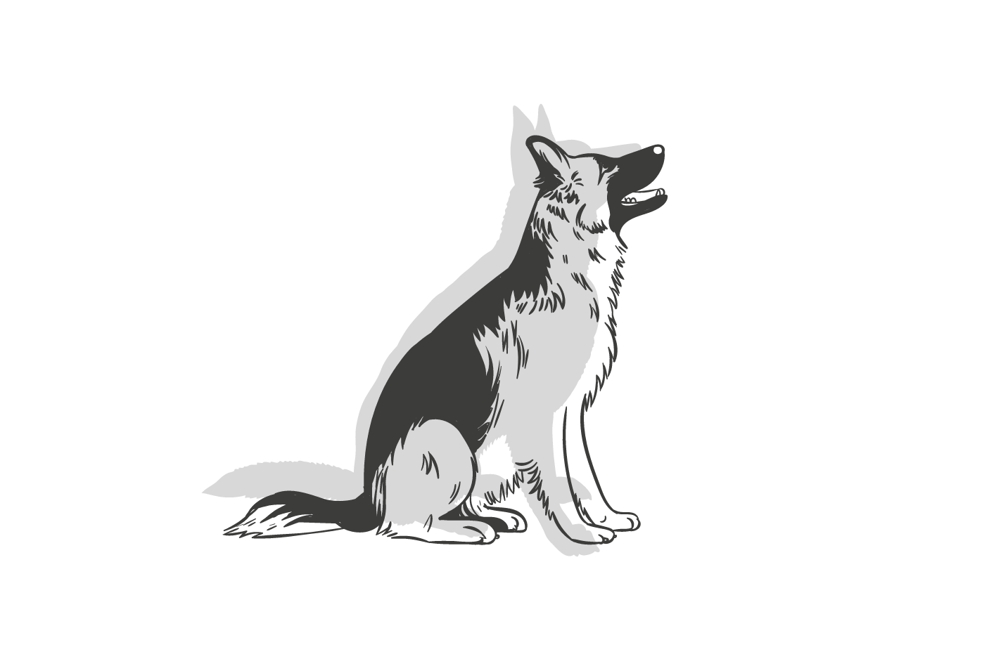 Schäferhund schaut hoch