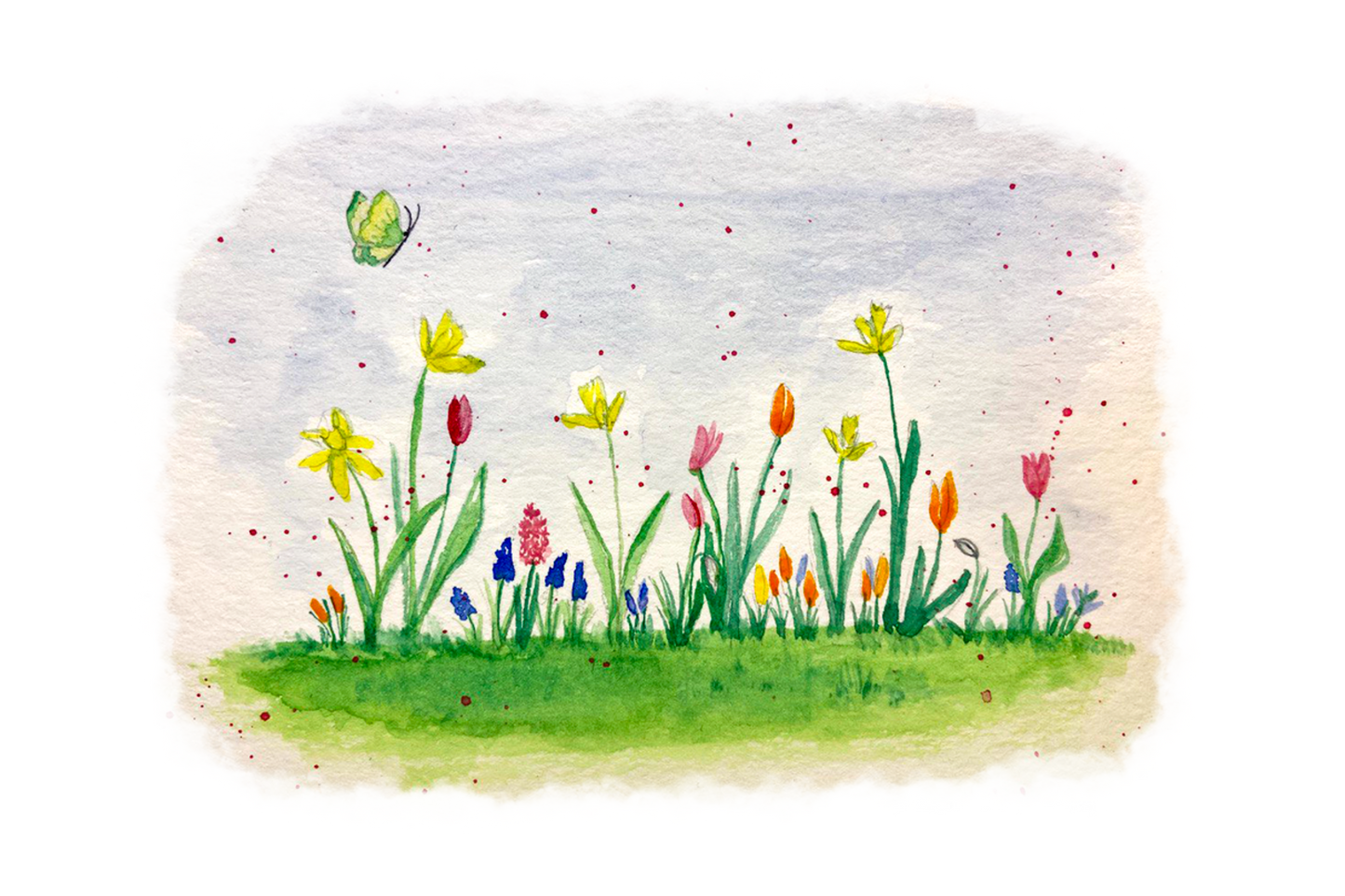 Bunte Blumenwiese