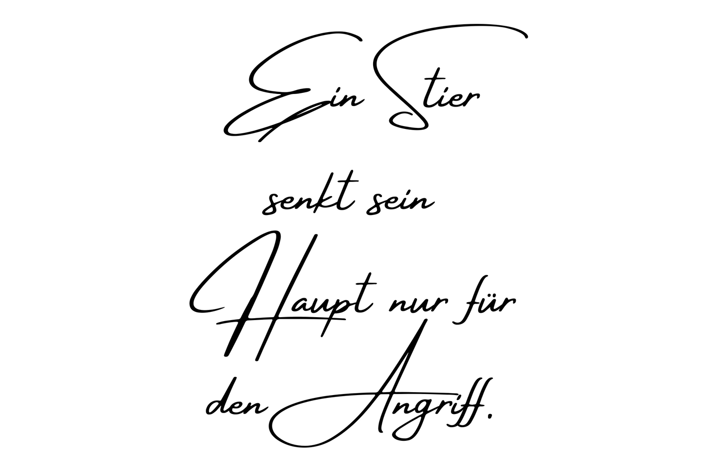 Ein Stier senkt sein Haupt nur für den Angriff.