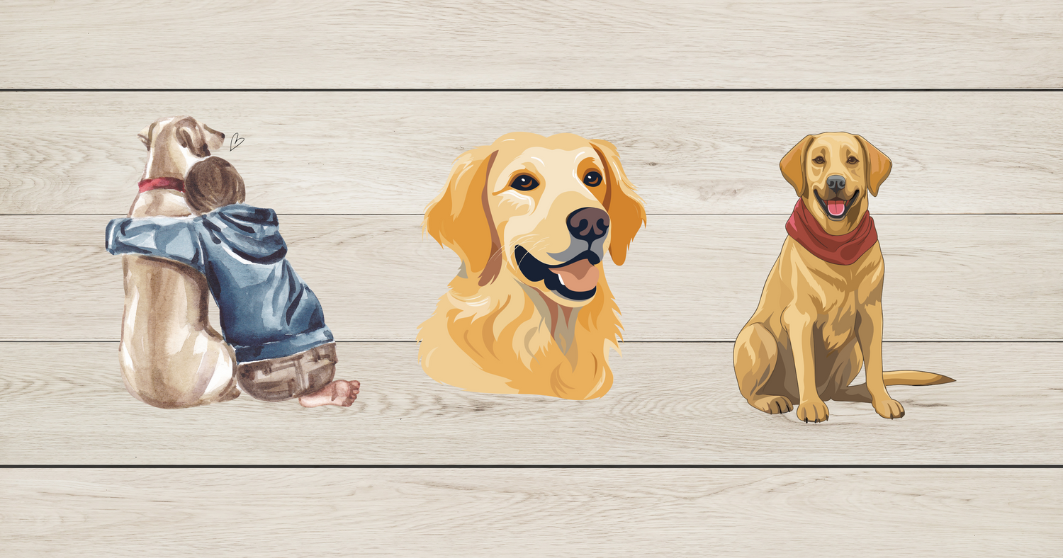 Labrador Retriever