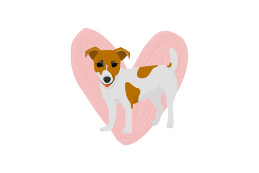 Jack Russell Terrier Herz