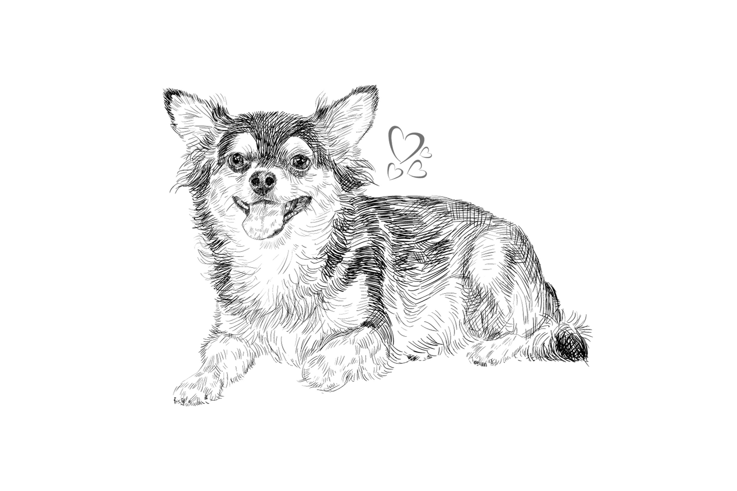 Chihuahua Zeichnung