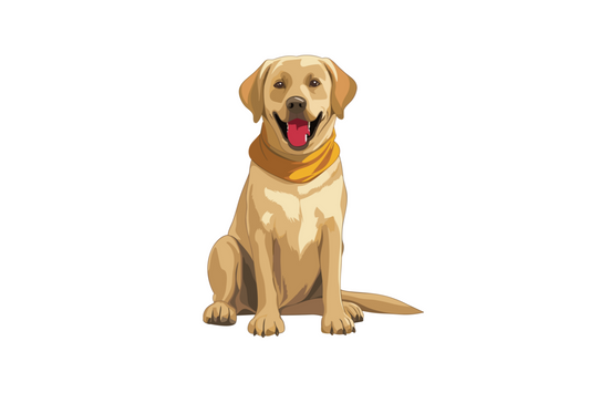 Labrador Retriever