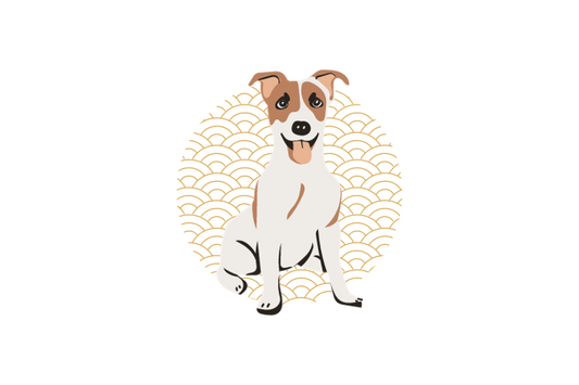 Jack Russell Terrier