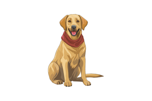 Labrador Retriever