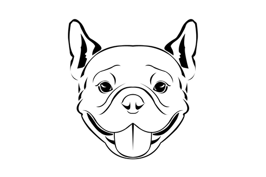 Französische Bulldogge Kopf