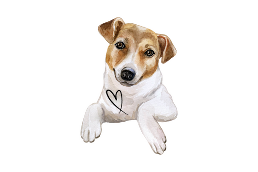 Jack Russell Terrier