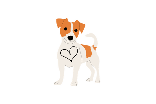 Jack Russell Terrier