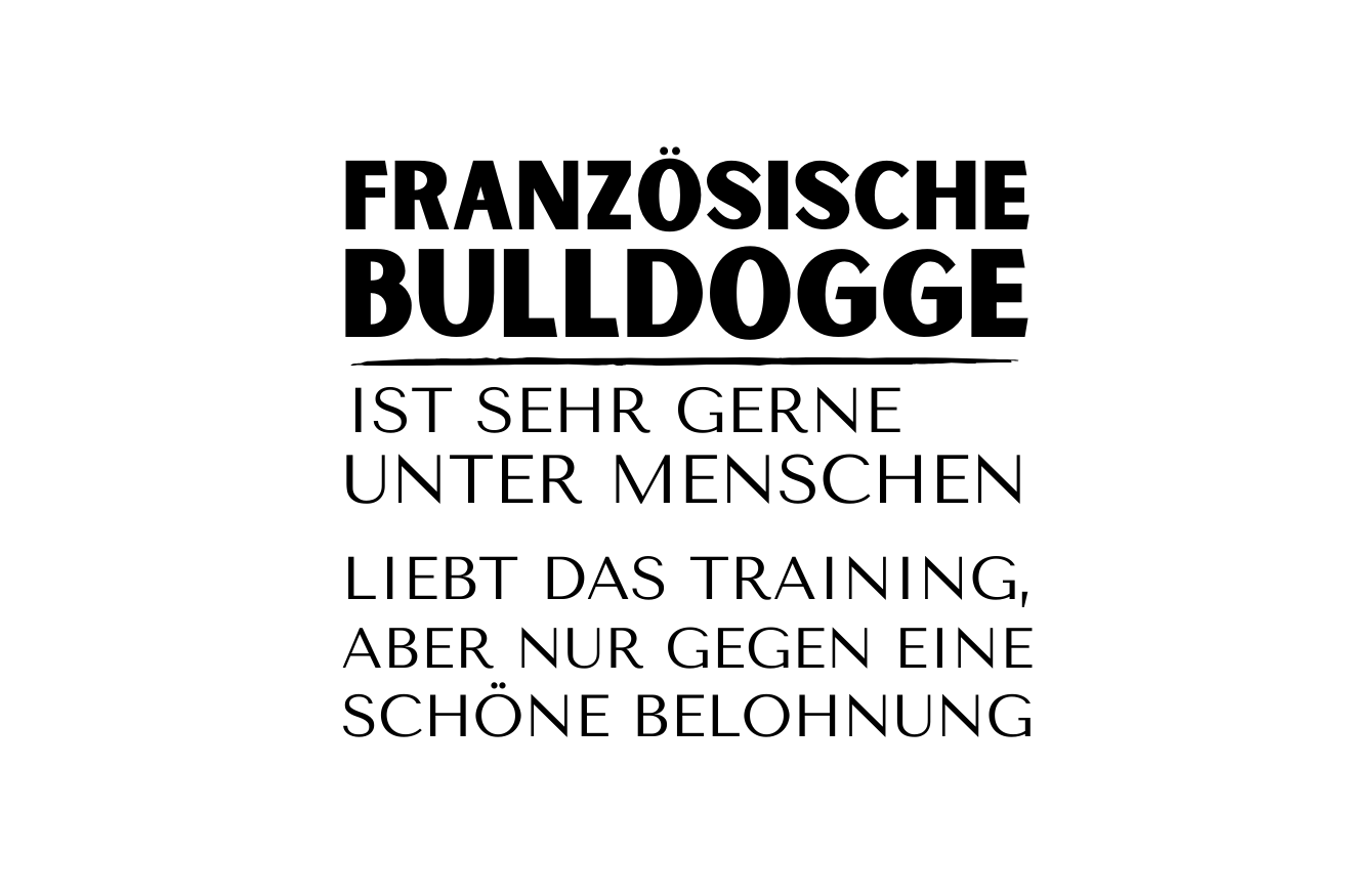 Französische Bulldogge ist sehr gerne unter Menschen