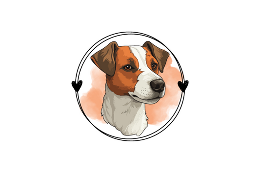 Jack Russell Terrier