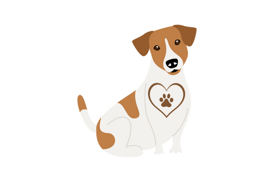 Jack Russell Terrier