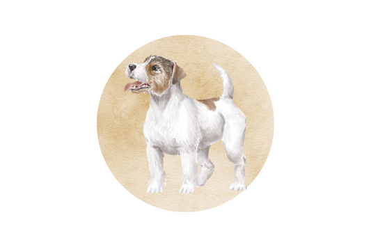 Jack Russell Terrier