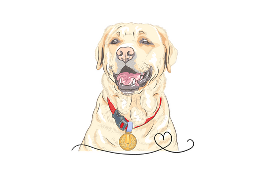Labrador Retriever