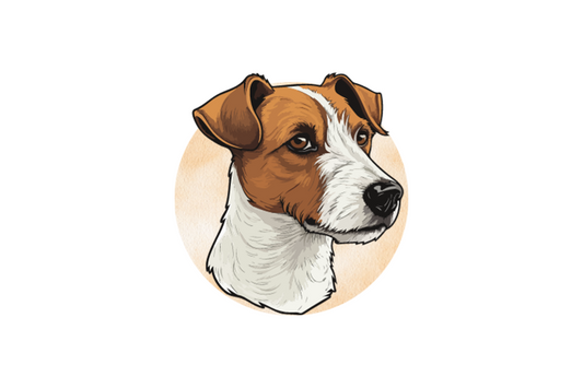 Jack Russell Terrier